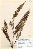 藏品(密毛蒿蕨)的圖片